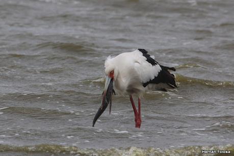 Cigüeñas en la laguna