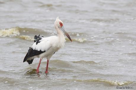 Cigüeñas en la laguna
