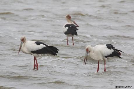 Cigüeñas en la laguna