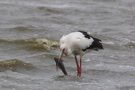 Cigüeñas en la laguna