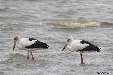 Cigüeñas en la laguna