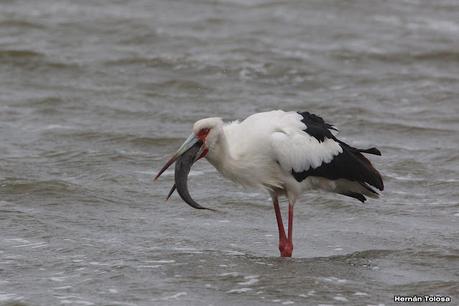 Cigüeñas en la laguna