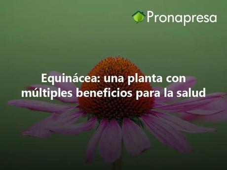 Equinácea: una planta con múltiples beneficios para la salud