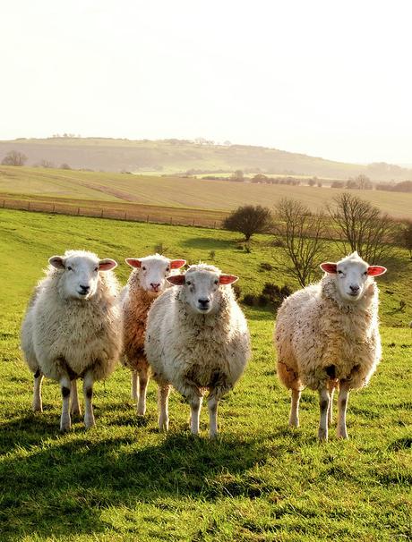 7 datos interesantes sobre Nueva Zelanda