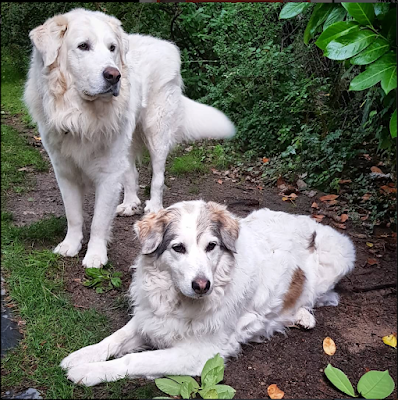 Decir adiós a tus perros