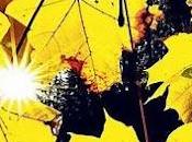 Veroño Articulo Paya Frank