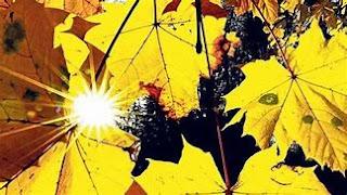 Que es el Veroño Articulo de Paya Frank
