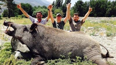 No a la caza “sin límites” de jabalies autorizada por la Xunta. No a la caza “sin límites” de jabalies autorizada por la Xunta.