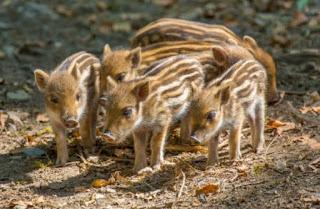 No a la caza “sin límites” de jabalies autorizada por la Xunta.