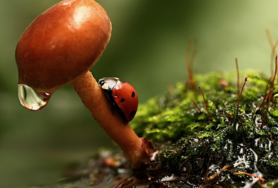 De la hojita del calendario.