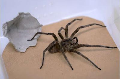 Usan el veneno de un tipo de araña para tratar la disfunción eréctil