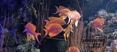 Imprescindibles en València