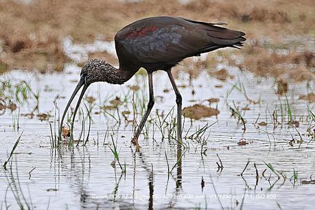 Ibis con un cangrejo