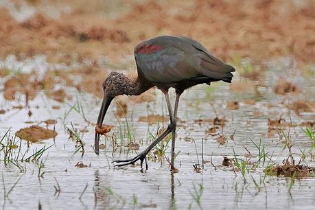 Ibis con un cangrejo