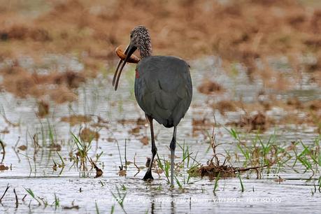 Ibis con un cangrejo