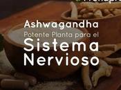 Ashwagandha: Potente Planta para Sistema Nervioso
