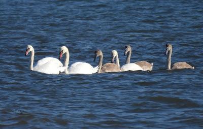 DESDE EL PLAYÓN DE CICERO