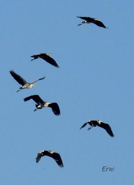 DESDE EL PLAYÓN DE CICERO