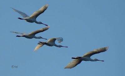 DESDE EL PLAYÓN DE CICERO