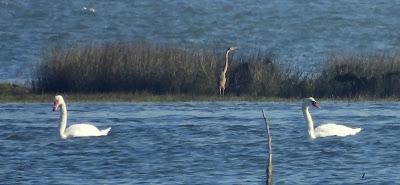 DESDE EL PLAYÓN DE CICERO