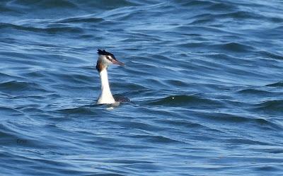 DESDE EL PLAYÓN DE CICERO