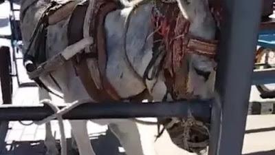 Los “burro taxis”.