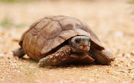 Tortuga del desierto