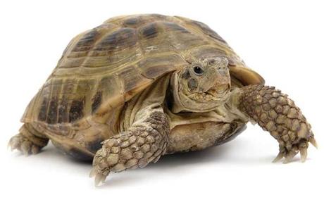 Tortuga del desierto