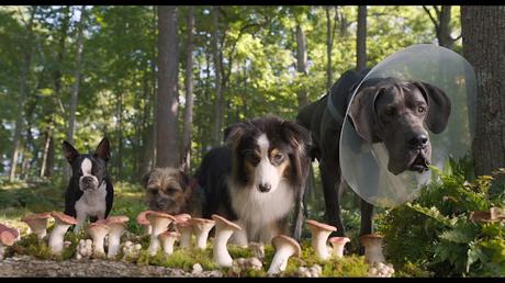 Vida perra (USA, 2023)