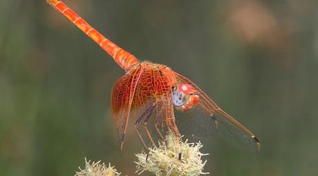 La libélula Trithemis kirbyi invade la península ibérica