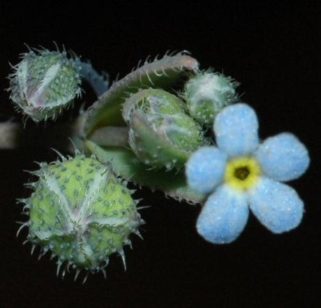 Fósiles vivientes en peligro de extinción