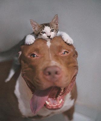 La derecha contra la monarquía, ¿y si nos aprovechamos de ello?