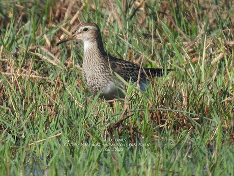 El poco frecuente Calidris melanotos