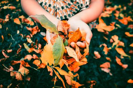 Colores de otoño en tu jardín: consejos para crear un paraíso de hojas caídas