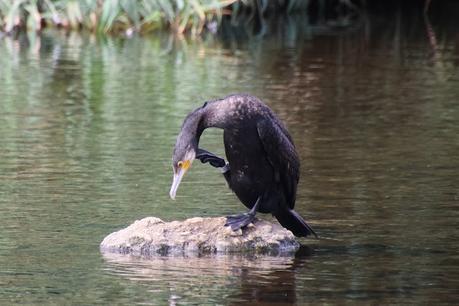 Cormorán grande con anilla