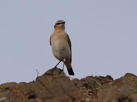 Una collalba gris migrando