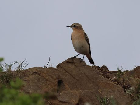 Una collalba gris migrando