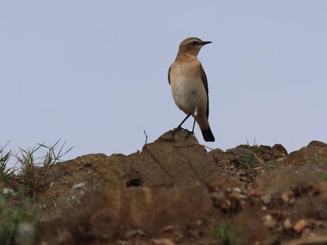 Una collalba gris migrando
