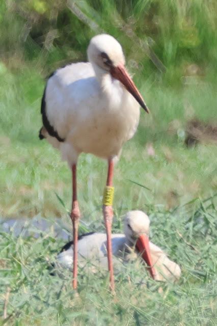 Cigüeña X9XG y DER A3??? Cigüeña X9XG y DER A3???