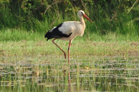 Cigüeña X9XG y DER A3??? Cigüeña X9XG y DER A3???