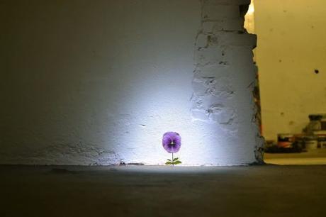 Píldoras. Píldoras.