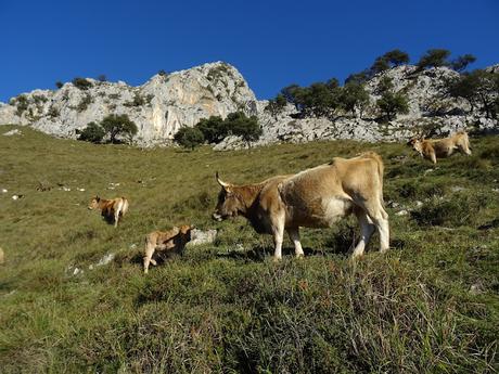Alevia-La Escalá-Canal de las Vacas-Llonín-Cavandi-La Lizosa