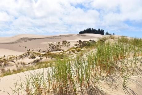 6 caminatas favoritas en el área recreativa nacional de las dunas de Oregon
