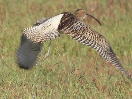 Zarapito real al vuelo