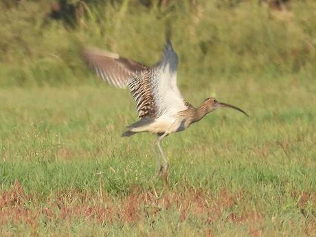 Zarapito real al vuelo