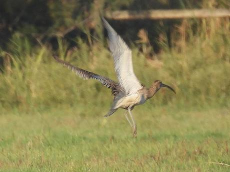 Zarapito real al vuelo