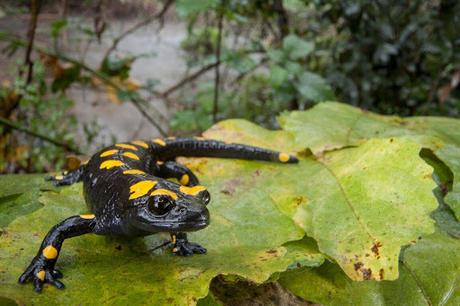 Hubble ve una vibrante galaxia del cúmulo de Virgo Hubble ve una vibrante galaxia del cúmulo de Virgo