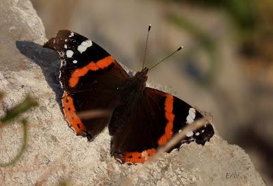 COMIENZO OCTUBRE CAMPEANDO POR CANTABRIA