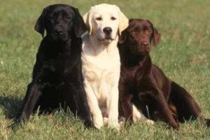 Labrador Retriever: Compañero Ideal