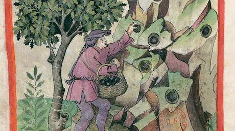 TERRAE TUBERA, LAS TRUFAS EN EL MUNDO ROMANO